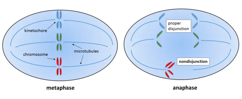 Nondisjunction creates diploid cells with too many or too few chromosomes.