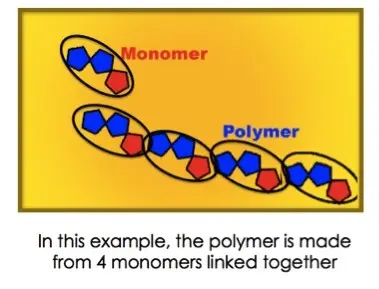Repeating units called monomers are linked together to make a polymer.
