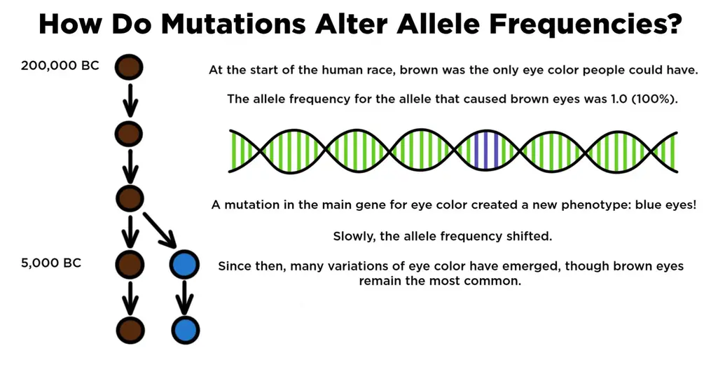 How do mutations alter allele frequency. At the start of the human race, brown was the only eye color people could have. The allele frequency for the allele that caused brown eyes was 1.0 or 100%. A mutation in the main gene for eye color created a new phenotype: blue eyes. Slowly, the allele frequency shifted. Since, then many variations of eye color have emerged, though brown eyes remain the most common.