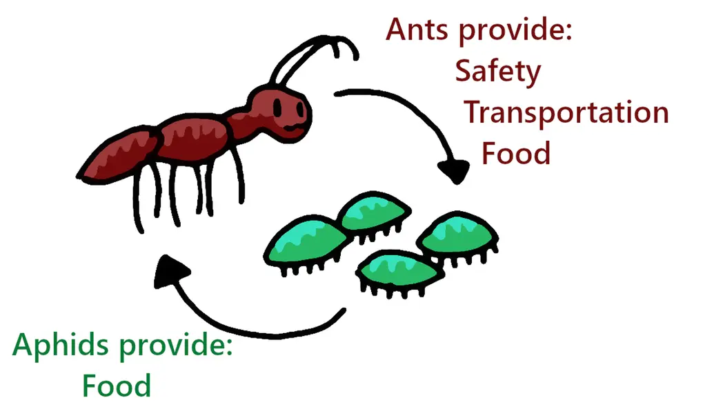 The image shows the mutualistic relationship between aphids and ants. Aphids provide food for the ants. Ants provide safety, means of transport, and food for the aphids.