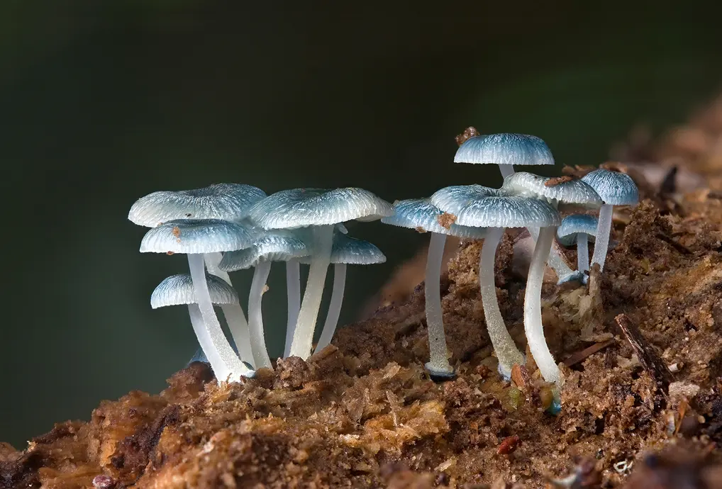 Blue and white mushrooms growing on a log