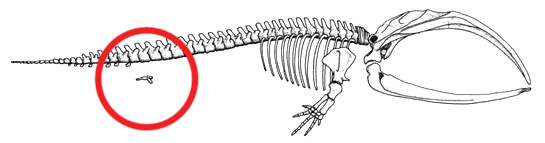 Diagram showing the vestigial leg bones of a whale