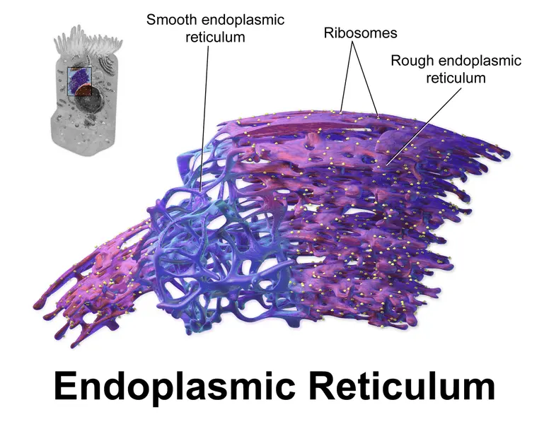 The main difference between the SER and RER is that the RER has ribosomes embedded in it.