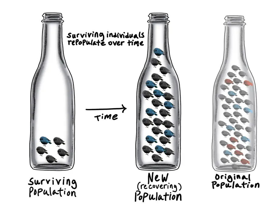 This illustration shows an example of a bottleneck event. The original population of many birds has variation with red, blue, and black alleles. The bottleneck event randomly kills off many of the birds. Only five birds survive. The surviving five birds go on to slowly repopulate. Because the new population is descended from just a few individuals, there is far less genetic variation among the surviving few compared to the original population. The genetic makeup of the new population is completely different from the original population. The red allele is lost entirely.