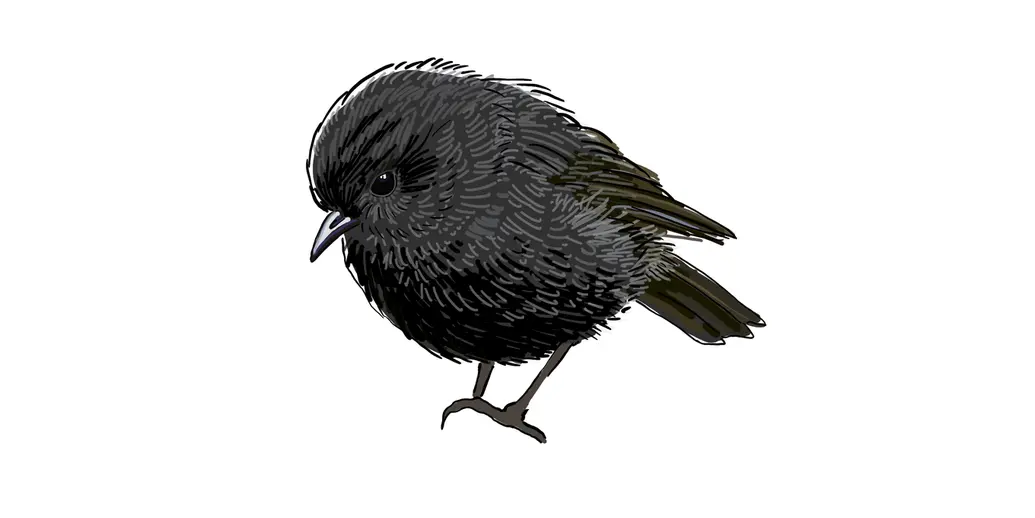 This is an illustration of a New Zealand Black Robin. The bird is small, round, and black.