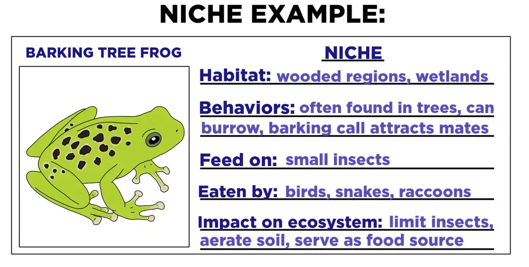 An example of a niche for the barking tree frog. The habitat includes wooded regions and wetlands. Behaviors include living in trees, burrowing, and barking to attract mates. They feed on small insects. Predators include birds, snakes, and raccoons. They impact the ecosystem in many ways. They limit insect populations, aerate soil, and serve as a food source.