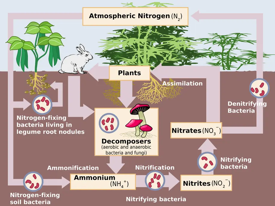 A diagram of the nitrogen cycle
