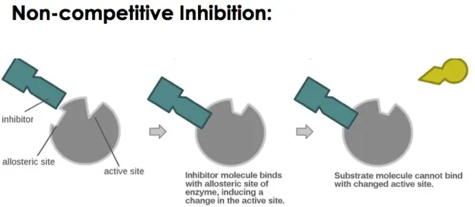 The inhibitor molecule bonds with the allosteric site of an enzyme, causing the enzyme to change shape. The substrate no longer fits in the active site.
