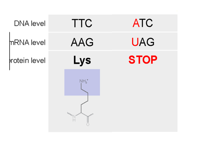 In the picture above, the change in codon from AAG to UAG results in a stop codon, ultimately ending translation too early.