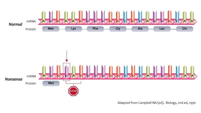 Nonsense mutation diagram. The codon UAG causes translation to end early, resulting in a shorter protein.