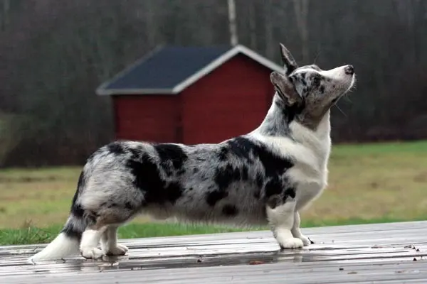 A blue merle corgi
