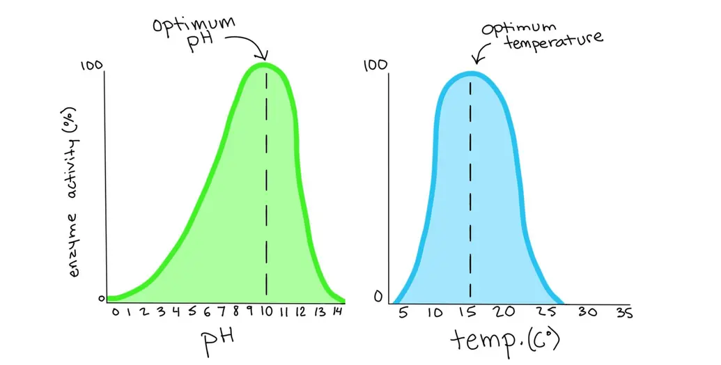 Two graphs showing the level of activity for a certain enzyme at different pH and temperatures. The first graph shows the enzyme as having highest activity around pH of 10. That's the enzyme's optimum pH. The second graph shows that the enzyme is most active around 15 degrees Celsius. That's the enzyme's optimum temperature.