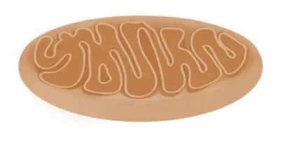Mitochondria have inner and outer membranes.