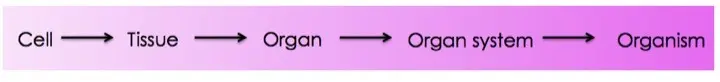 All organisms are organized using the order of cells, tissues, organs, organ systems, and finally the organism.