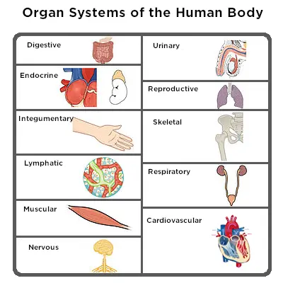 Image showing the 11 major organ systems of the human body. The digestive, endocrine, integumentary, lymphatic, muscular, nervous, urinary, reproductive, skeletal, respiratory, and cardiovascular systems are shown.