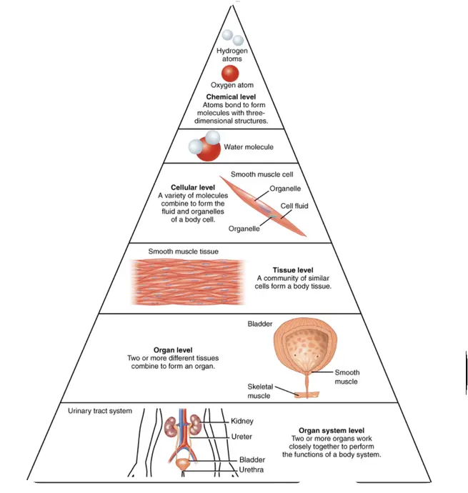 The chemical level is the smallest level of organization. Hydrogen and oxygen atoms form bonds to form a water molecule. On the cellular level, a variety of molecules combine to form the fluid and organelles of a body cell. These cells come together to form tissues, a community of similar cells. On the organ level, two or more different tissues combine to form an organ. The organ system is formed when two or more organs work closely together.