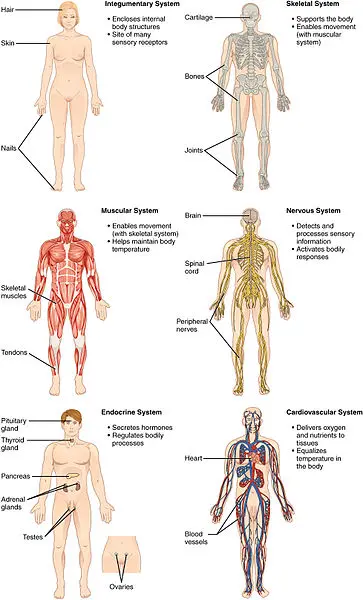 Organ systems diagram