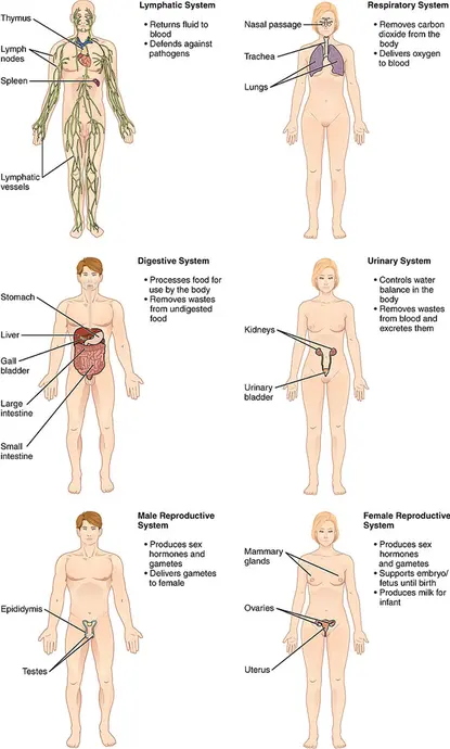 Organ systems diagram.