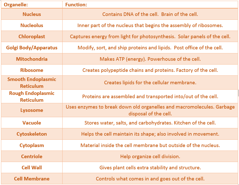 The nucleus contains the DNA of the cell. It is the brain of the cell. The nucleolus is the inner part of the nucleus that begins the assembly of ribosomes. The chloroplast captures energy from light for photosynthesis. They are solar panels of the cell. The Golgi body/apparatus modifies, sorts, and ships proteins and lipids. It is the post office of the cell. The mitochondria maxes ATP energy. It is the powerhouse of the cell. Ribosomes create polypeptide chains and proteins. They are the factories of the cell. The SER creates lipids for the cellular membrane. The RER assembles proteins and transports them into and out of the cell. Lysosomes use enzymes to break down old organelles and macromolecules. They are the garbage disposals of the cell. Vacuoles store water, salt, and carbohydrates. They are the kitchen of the cell. The cytoskeleton helps maintain the cell's shape and is involved in movement. Cytoplasm is the material that fills up the cell. Centrioles help organize animal cells during cell division. The cell wall gives plant cells extra stability and structure. The cell membrane controls what comes in and goes out of the cell.