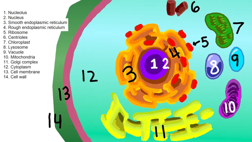 The image shows a cell with each of its organelles labeled. See below for more information on organelles.