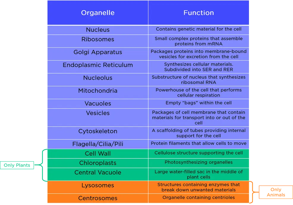 All eukaryotic cells contain a nucleus, ribosomes, Golgi apparatus, endoplasmic reticulum, nucleolus, mitochondria, vacuoles, vesicles, a cytoskeleton, and flagella/cilia/pili. Only plant cells have a cell wall, chloroplasts, and a central vacuole. Only animal cells have lysosomes and centrosomes.