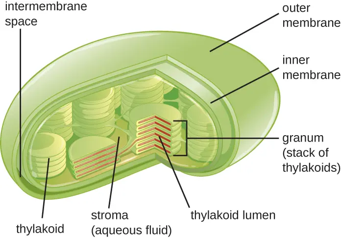 A diagram of the internal structure of a chloroplast