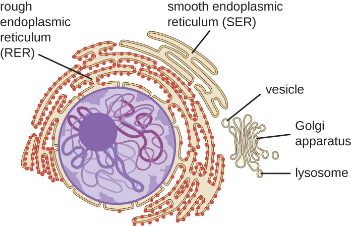 A diagram of the nucleus surrounded by the rough endoplasmic reticulum, smooth endoplasmic reticulum, Golgi apparatus, a vesicle, and a lysosome