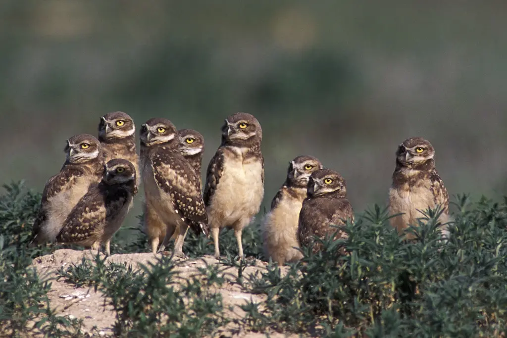 A bunch of burrowing owls