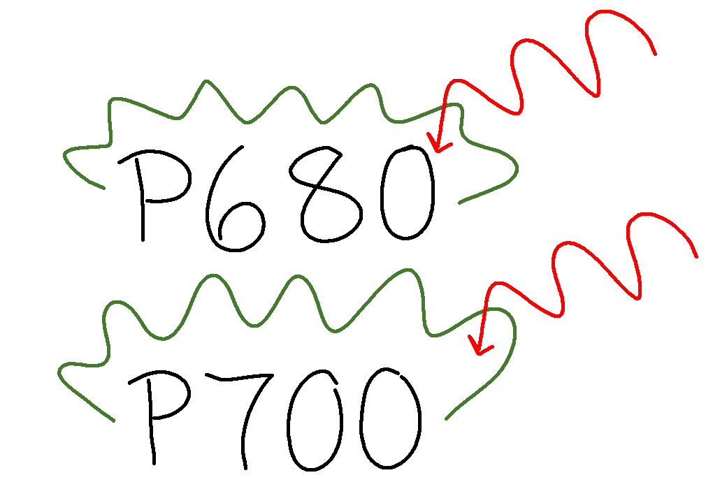 The image shows P680 and P700 absorbing red light.