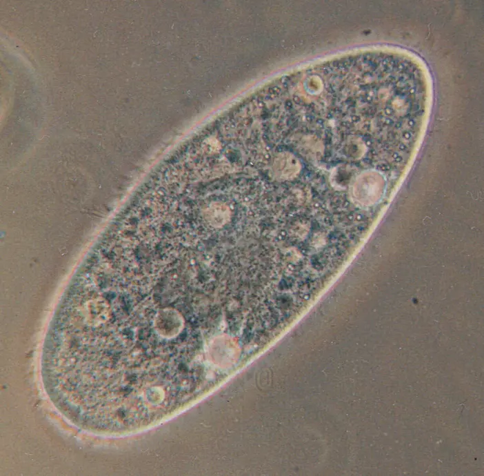 A microscopic view of a real eukaryote.