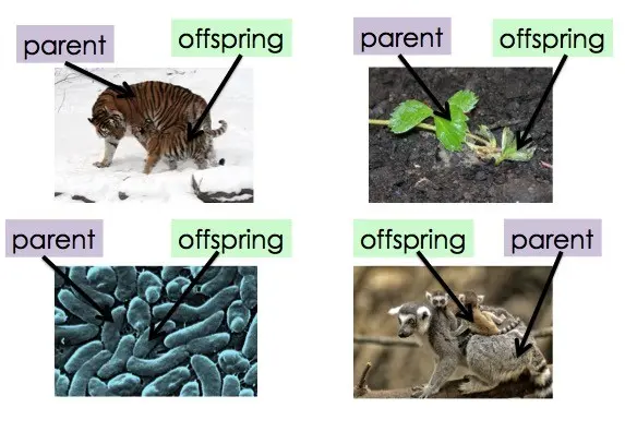 All kinds of parents and offspring are shown, including tigers, plants, cells, and lemurs.