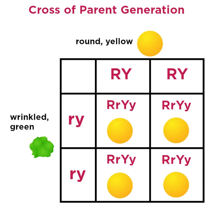 A Punnett square showing a cross between a round, yellow seed (RY)and a wrinkled, green seed (ry). All of the offspring are heterozygous (RrYy) and have the round, yellow phenotype.