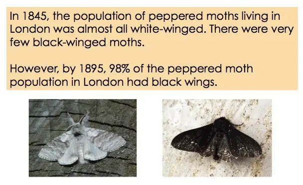In 1845, the population of peppered moths living in London was almost all white-winged. There were very few black-winged moths. However, by 1895, 98% of the peppered moth population in London had black wings.
