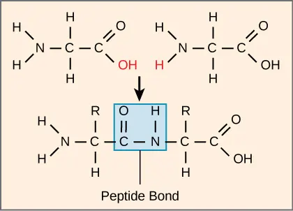 Peptide bonds form between the carboxyl group of one amino acid and the amino group of another.  This bond formation releases one molecule of water.