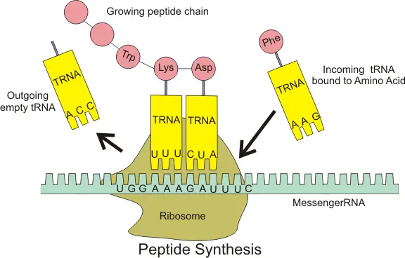 Diagram of peptide synthesis. The picture shows a strand of mRNA, a type of nucleic acid. The mRNA sequence is read in groups of three, called codons.