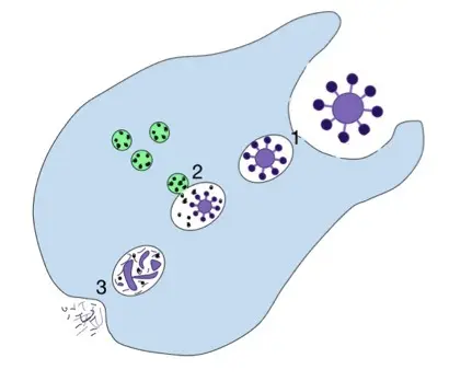 This is a diagram showing phagocytosis.