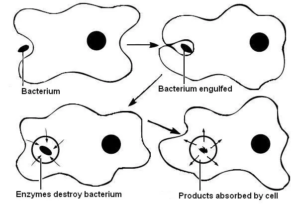 This is an image showing the process of phagocytosis.