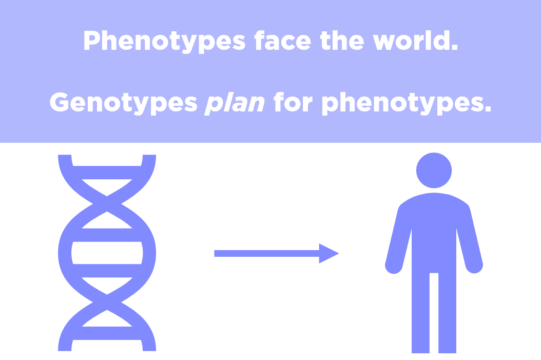Genotypes code for the traits of an organism, such as a person, that will be acted on my natural selection. Those traits are the organism's phenotype.
