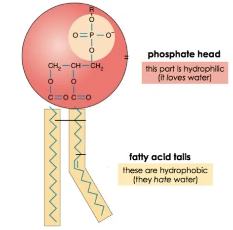 Each phospholipid has a phosphate head (which is hydrophilic) and two fatty acid tails (which are hydrophobic).