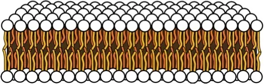 The hydrophobic fatty acid tails face inward, away from water.