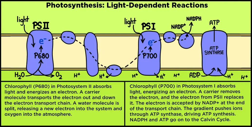 Chlorophyll (P680) in Photosystem II absorbs light and energizes an electron. A carrier molecule transports the electron down the electron transport chain, losing energy as it goes. This creates a hydrogen ion gradient inside the thylakoid. A water molecule is split, releasing a new electron into the system and oxygen into the atmosphere. Chlorophyll (P700) in Photosystem I absorbs light, energizing an electron. A carrier removes the electron, and the electron from PSII replaces it. The electron is accepted by NADP+ at the end of the transport chain. The gradient pushes ions through ATP synthase, driving ATP synthesis. NADPH and ATP go on to the Calvin Cycle.