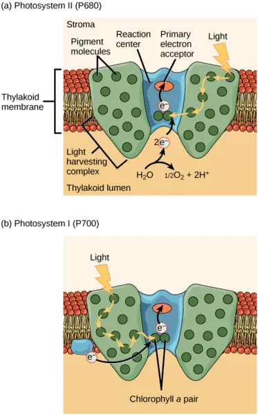 The proteins that form photosystem II and photosystem I