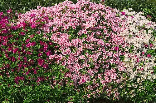 Red, pink, and white flowers.