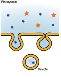 This is a diagram showing the process of pinocytosis.