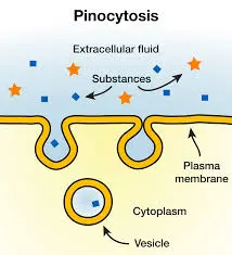 This is a diagram showing the process of pinocytosis. It is also called cellular drinking.
