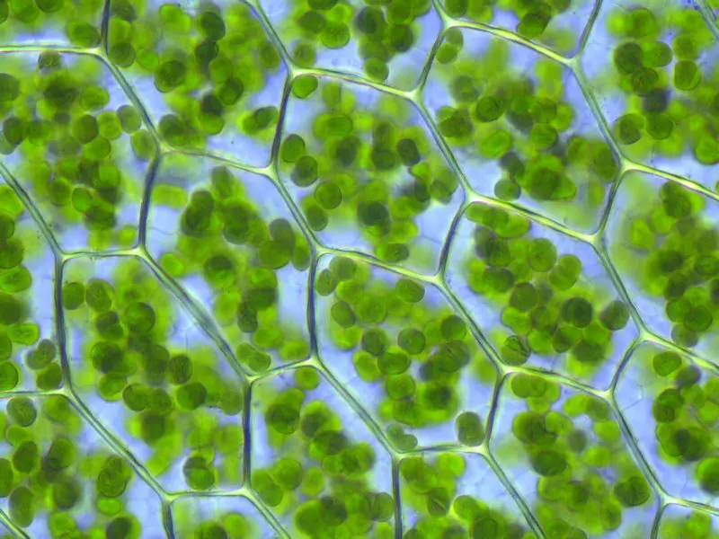 Plant cells that look like hexagons stacked together. Each cell contains many green disks.