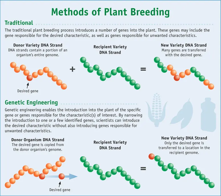 The traditional plant breeding process introduces a number of genes into the plant. These genes may include the gene responsible for the desired characteristic. They might also include genes responsible for unwanted characteristics. Genetic engineering enables specific genes to be introduced to the plant. By narrowing this down to a few identified genes, scientists can introduce the desired trait without also introducing genes responsible for unwanted traits.