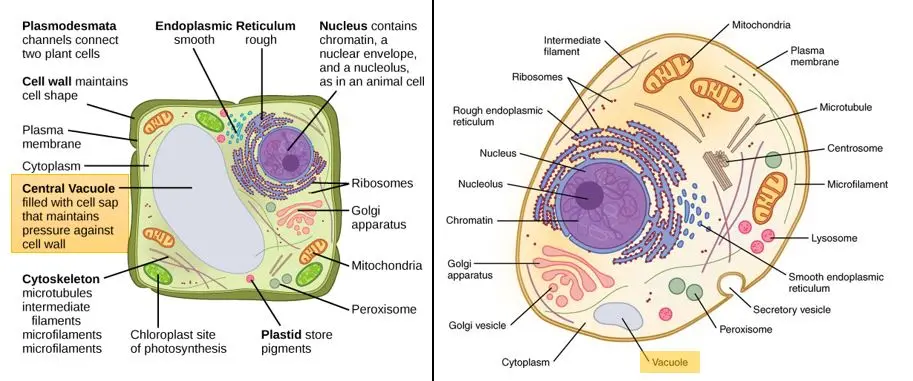 The vacuole in a plant cell takes up almost a third of the available space. The animal cell vacuole is much, much smaller in size.