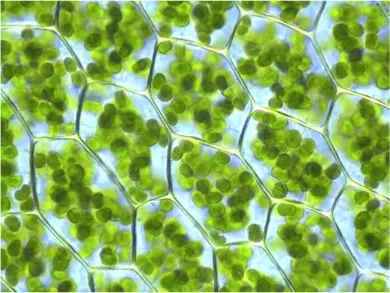 Plant cells filled with many green chloroplasts.