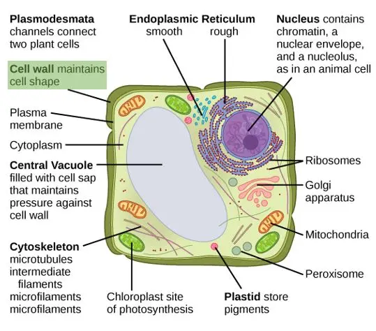 The cell wall covers the exterior of the plant and maintains the cell's shape.